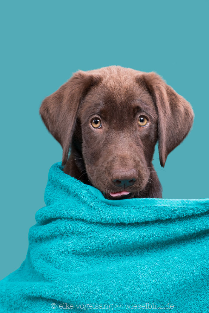 Playful And Character-Filled Photos Of Dogs Dressed For Bath Time