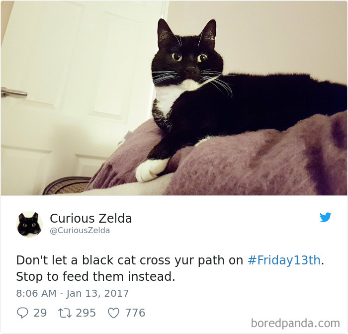 Curious-Zelda-Cat-Tweets