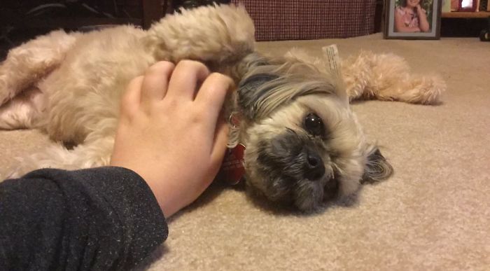 A small dog lying on the carpet being petted, illustrating funny pet names people now call their pets.
