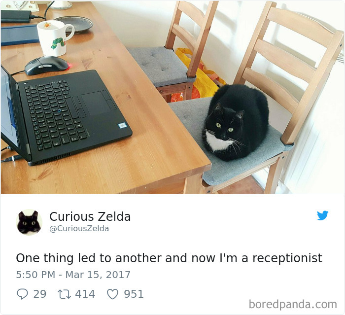 Curious-Zelda-Cat-Tweets