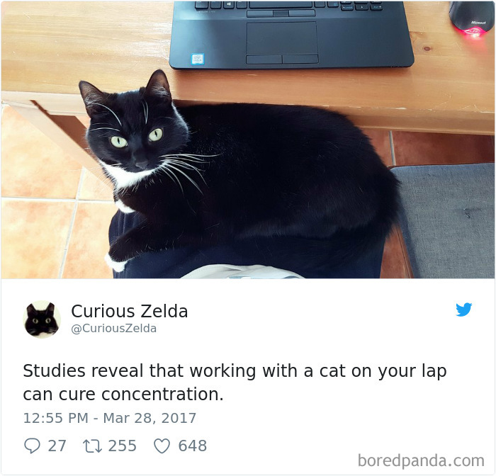 Curious-Zelda-Cat-Tweets