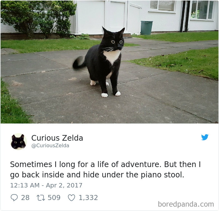 Curious-Zelda-Cat-Tweets