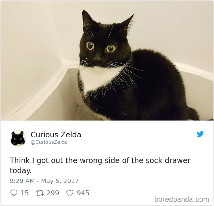 Curious-Zelda-Cat-Tweets