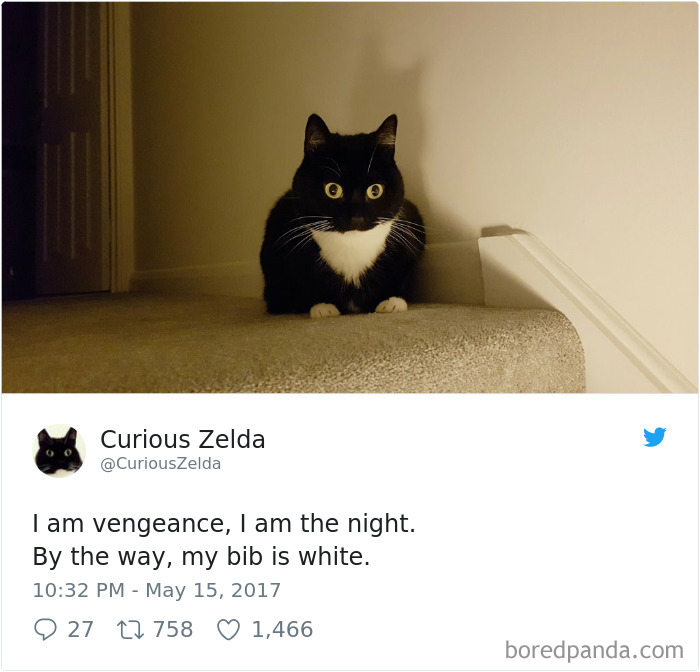Curious-Zelda-Cat-Tweets