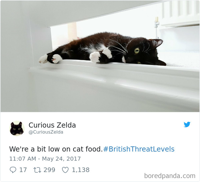 Curious-Zelda-Cat-Tweets