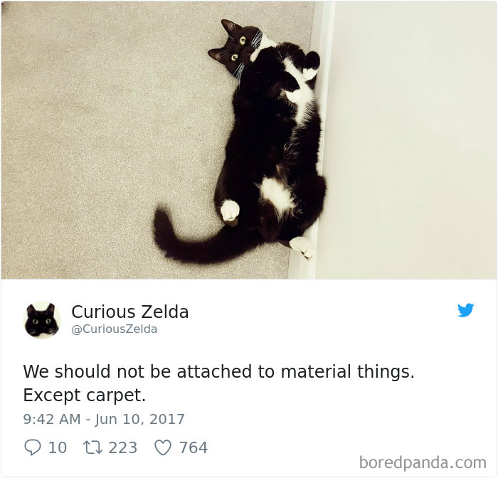 Curious-Zelda-Cat-Tweets