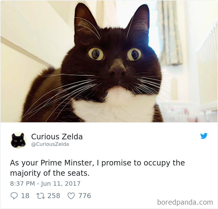 Curious-Zelda-Cat-Tweets