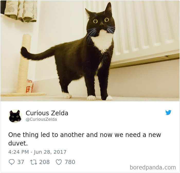 Curious-Zelda-Cat-Tweets