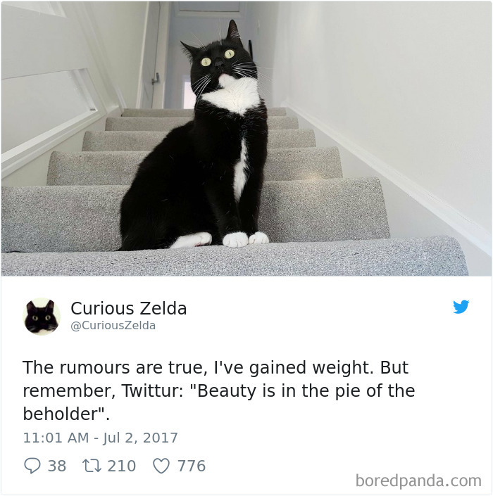 Curious-Zelda-Cat-Tweets