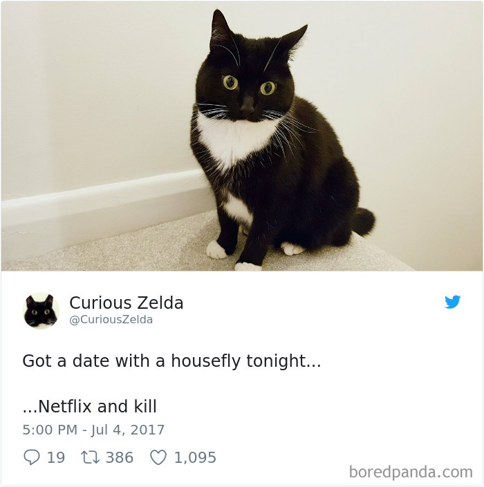 Curious-Zelda-Cat-Tweets