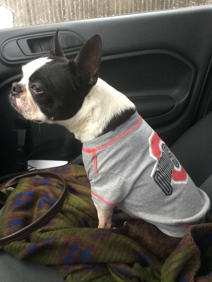 Small black and white dog wearing a gray Ohio State shirt sitting on a patterned blanket in a car interior.