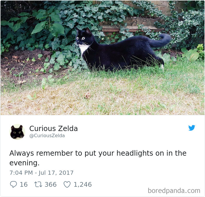 Curious-Zelda-Cat-Tweets