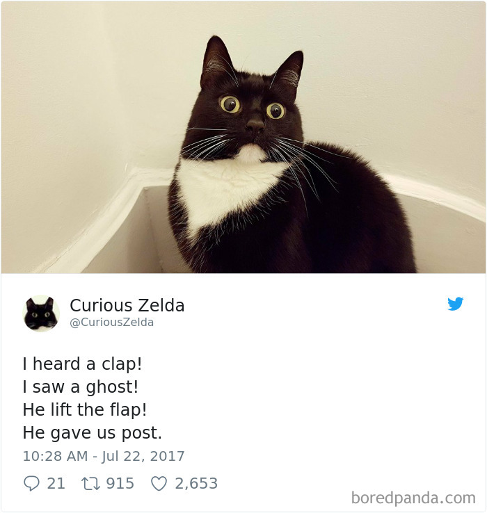 Curious-Zelda-Cat-Tweets