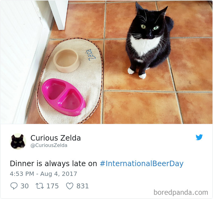 Curious-Zelda-Cat-Tweets