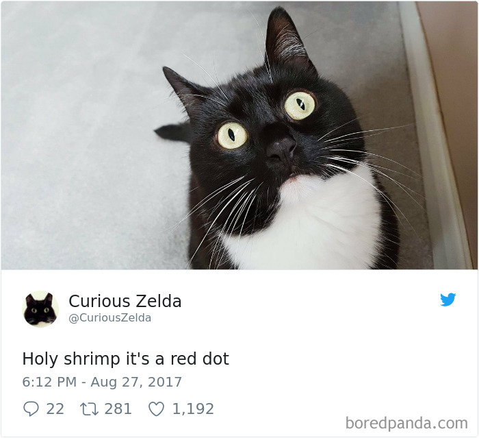 Curious-Zelda-Cat-Tweets