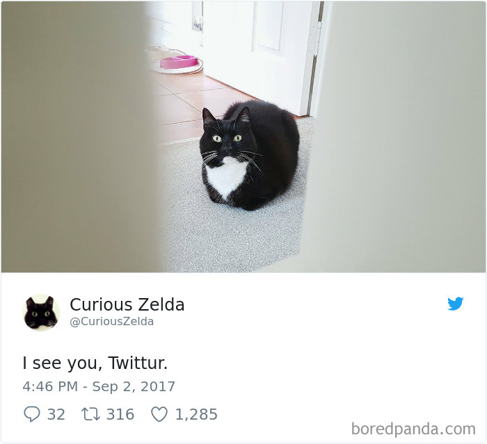 Curious-Zelda-Cat-Tweets