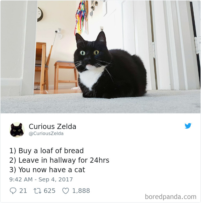 Curious-Zelda-Cat-Tweets