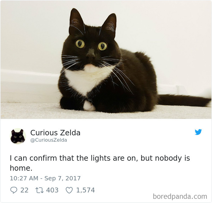 Curious-Zelda-Cat-Tweets