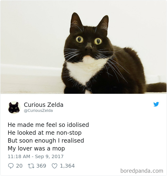 Curious-Zelda-Cat-Tweets