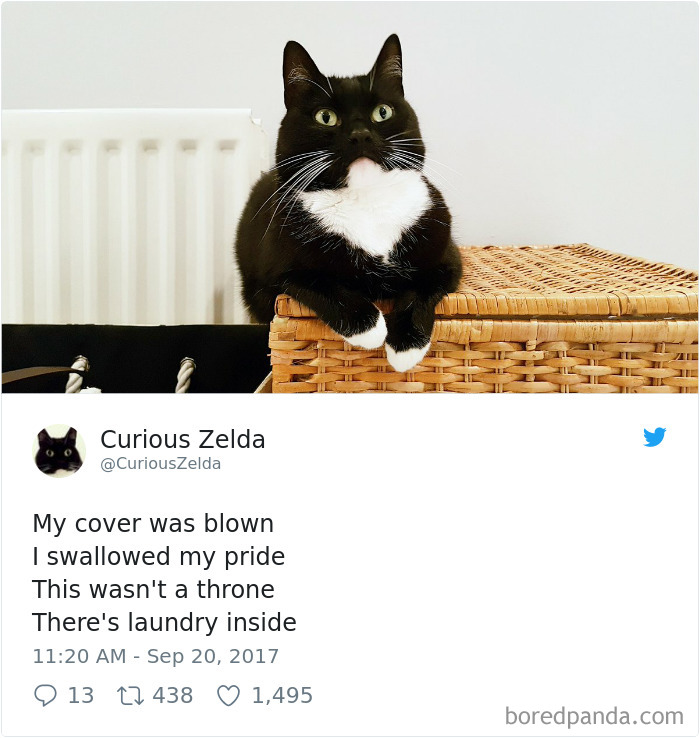 Curious-Zelda-Cat-Tweets