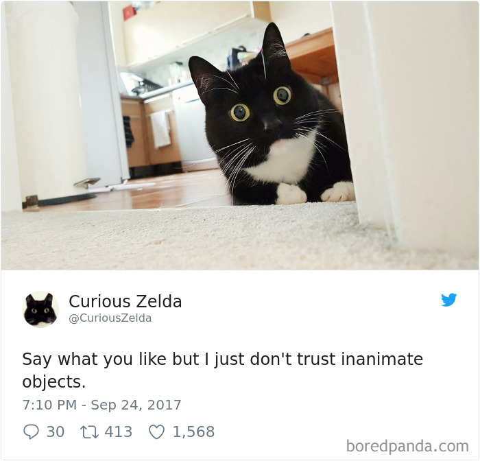 Curious-Zelda-Cat-Tweets