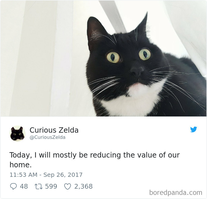 Curious-Zelda-Cat-Tweets