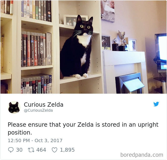 Curious-Zelda-Cat-Tweets