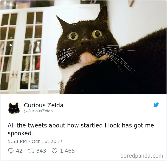 Curious-Zelda-Cat-Tweets