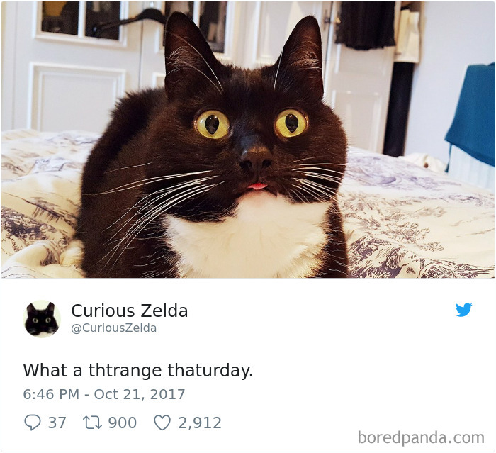 Curious-Zelda-Cat-Tweets