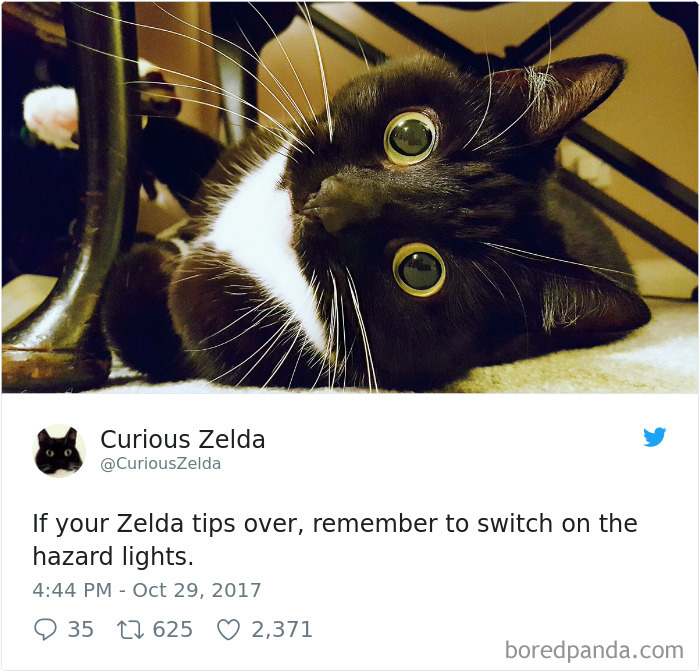 Curious-Zelda-Cat-Tweets