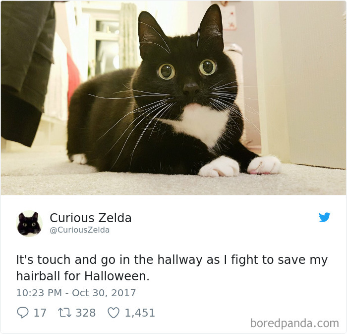 Curious-Zelda-Cat-Tweets