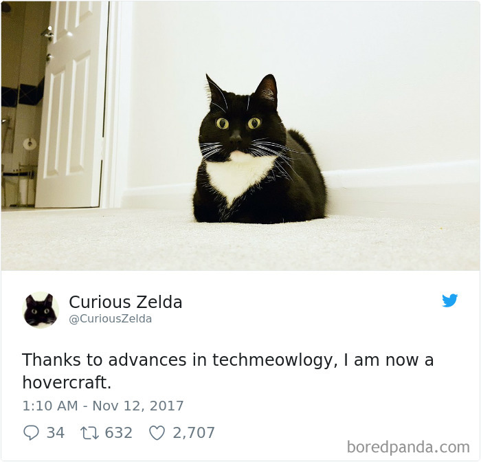 Curious-Zelda-Cat-Tweets
