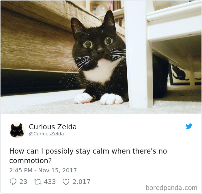 Curious-Zelda-Cat-Tweets