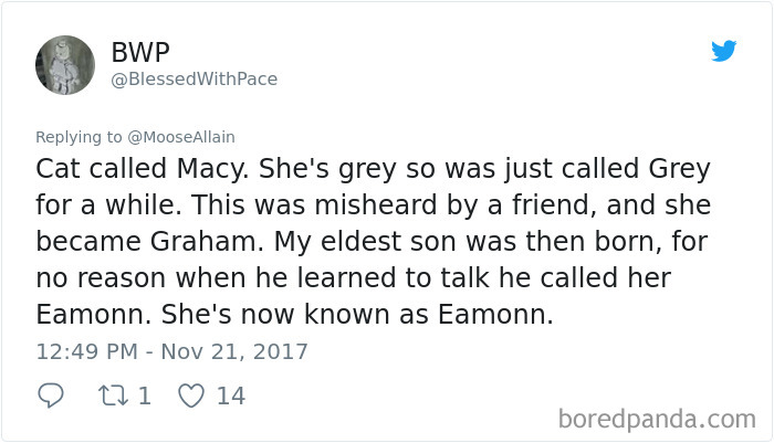 Tweet showing a humorous story about people sharing the names they now call their pets instead of the original one.