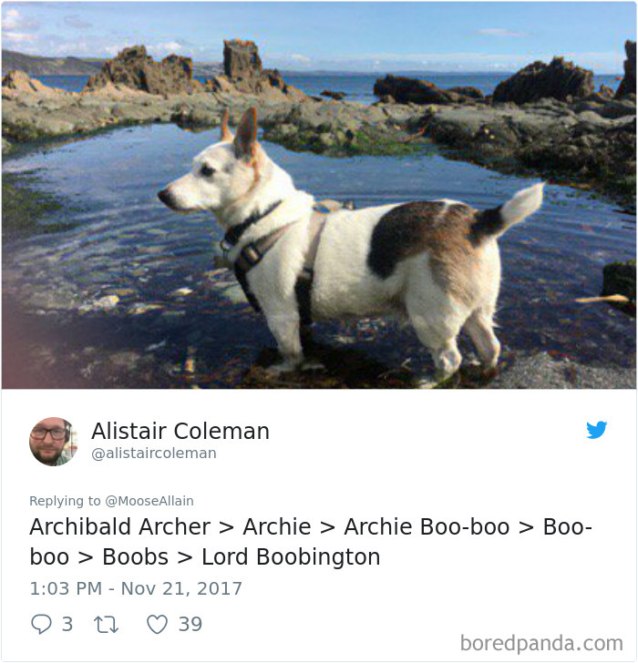 Small dog standing in shallow water by rocky shore, illustrating people sharing the names they now call their pets.