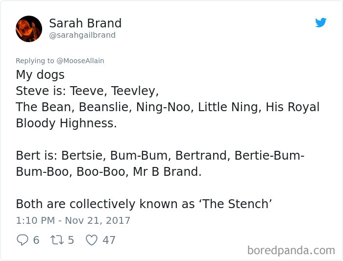 Tweet showing pet owners sharing funny new names they call their pets instead of the original one, highlighting pet nickname creativity.
