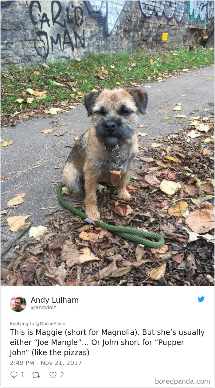 Small dog named Maggie sitting on leafy ground with leash, illustrating people sharing new pet names instead of original ones