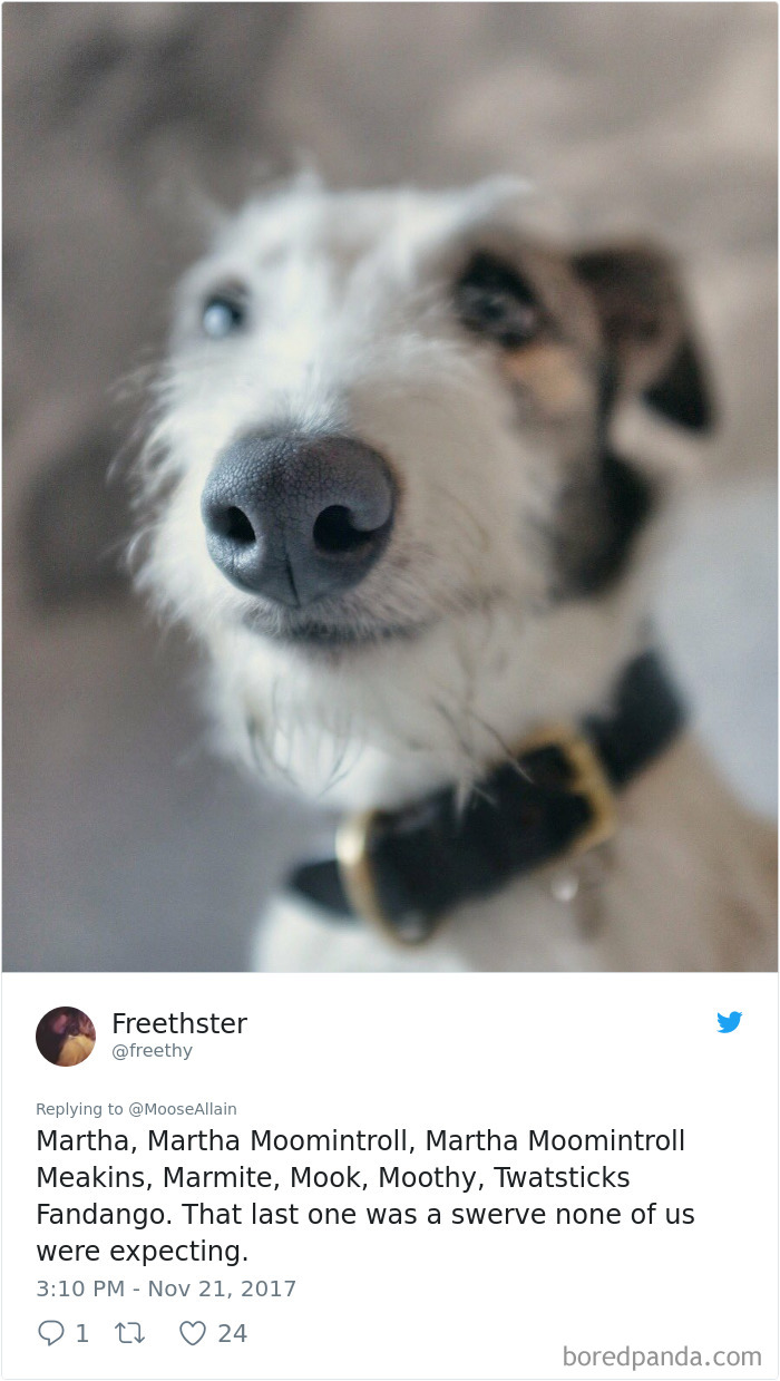 Close-up of a dog with a black collar paired with humorous pet names shared by owners changing original pet names.