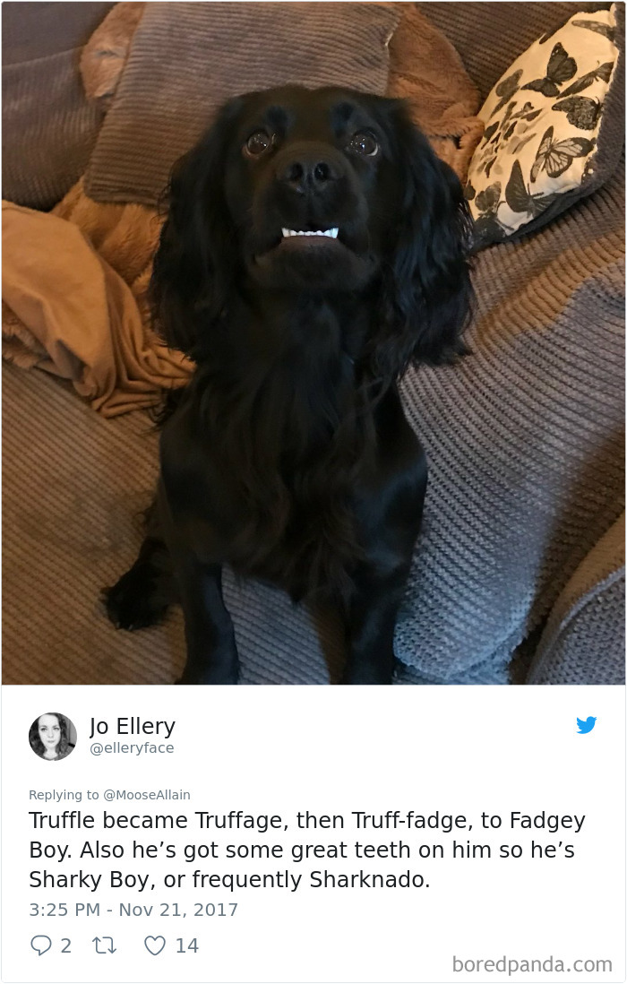Black dog sitting on a couch with cushions, showcasing funny pet names people now call their pets instead of the original.