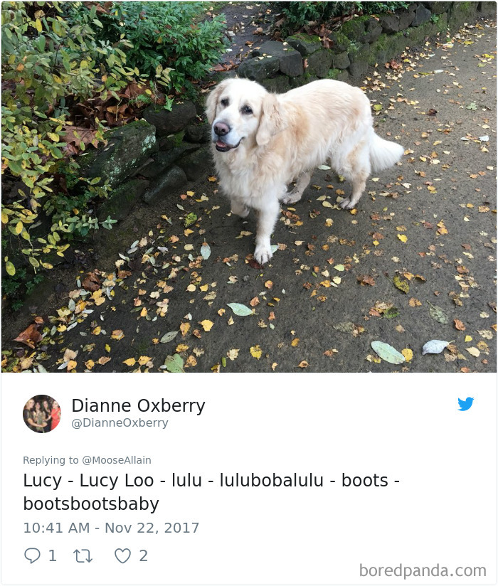 Golden retriever standing on a leafy path, illustrating people sharing the names they call their pets instead.