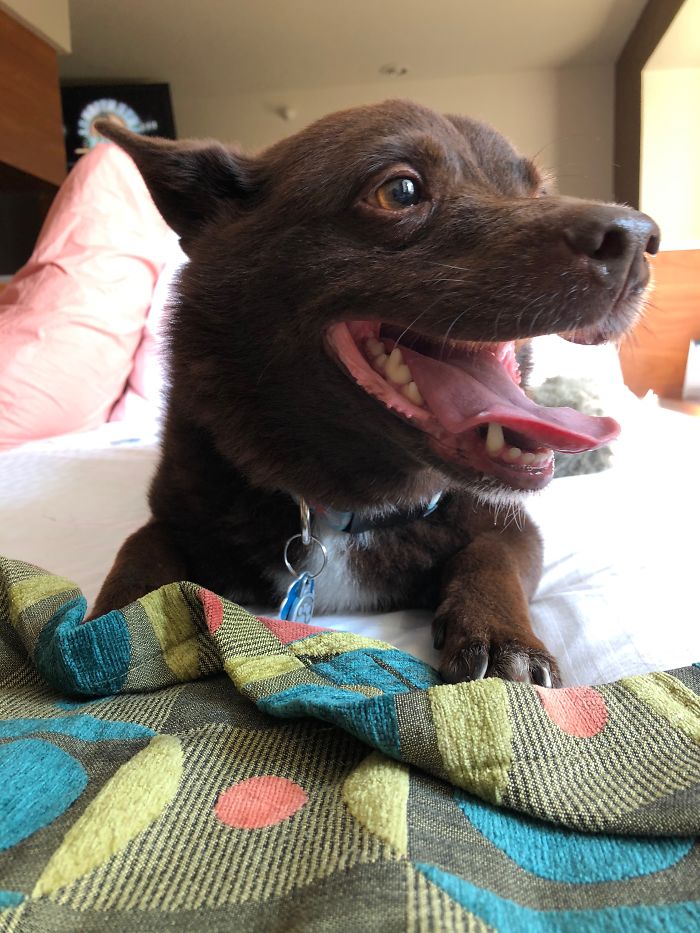 Happy dog lying on bed with colorful blanket, representing pet names people now call their pets humorously.