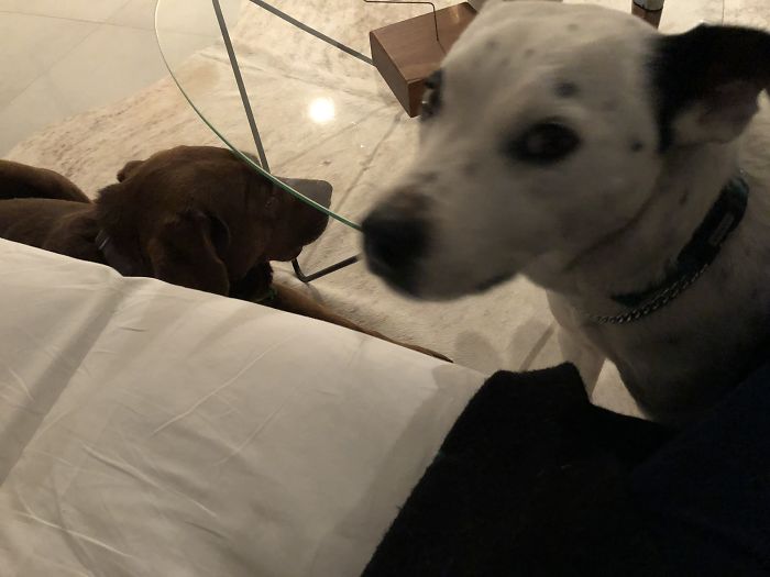 Two dogs indoors resting near a couch, illustrating pets with new names instead of their original ones.