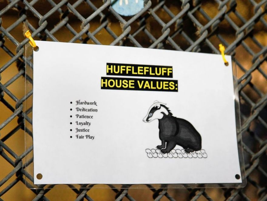 Animal Shelter Sorts Dogs Into Harry Potter "Pawgwarts" Houses To Encourage Adoption Based On Personality Rather Than Breed Animal Shelter Sorts Dogs Into Harry Potter "Pawgwarts" Houses To Encourage Adoption Based On Personality Rather Than Breed