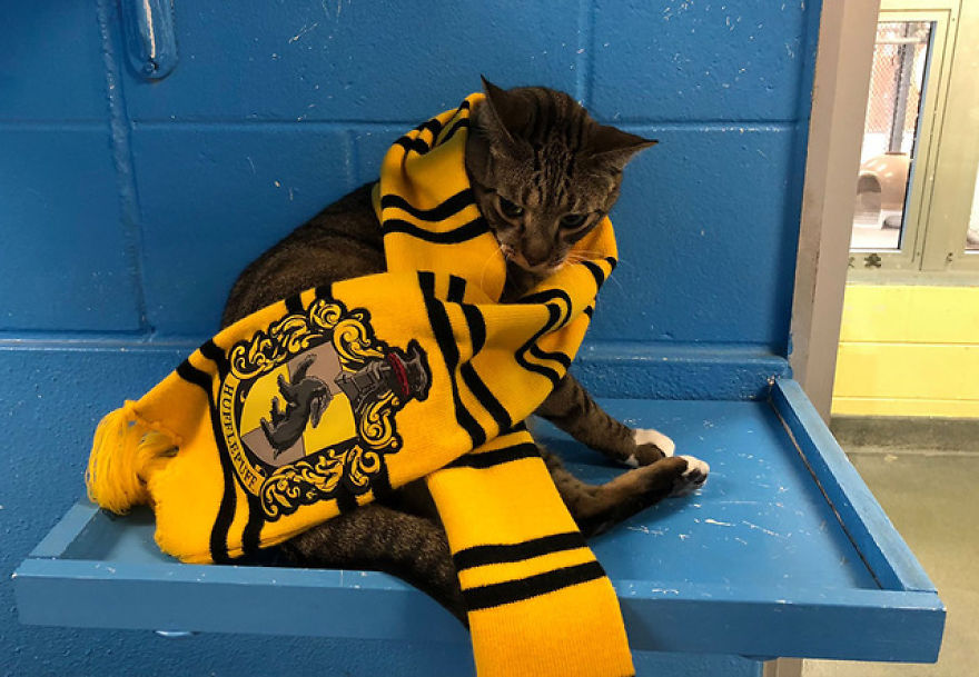 Animal Shelter Sorts Dogs Into Harry Potter "Pawgwarts" Houses To Encourage Adoption Based On Personality Rather Than Breed Animal Shelter Sorts Dogs Into Harry Potter "Pawgwarts" Houses To Encourage Adoption Based On Personality Rather Than Breed