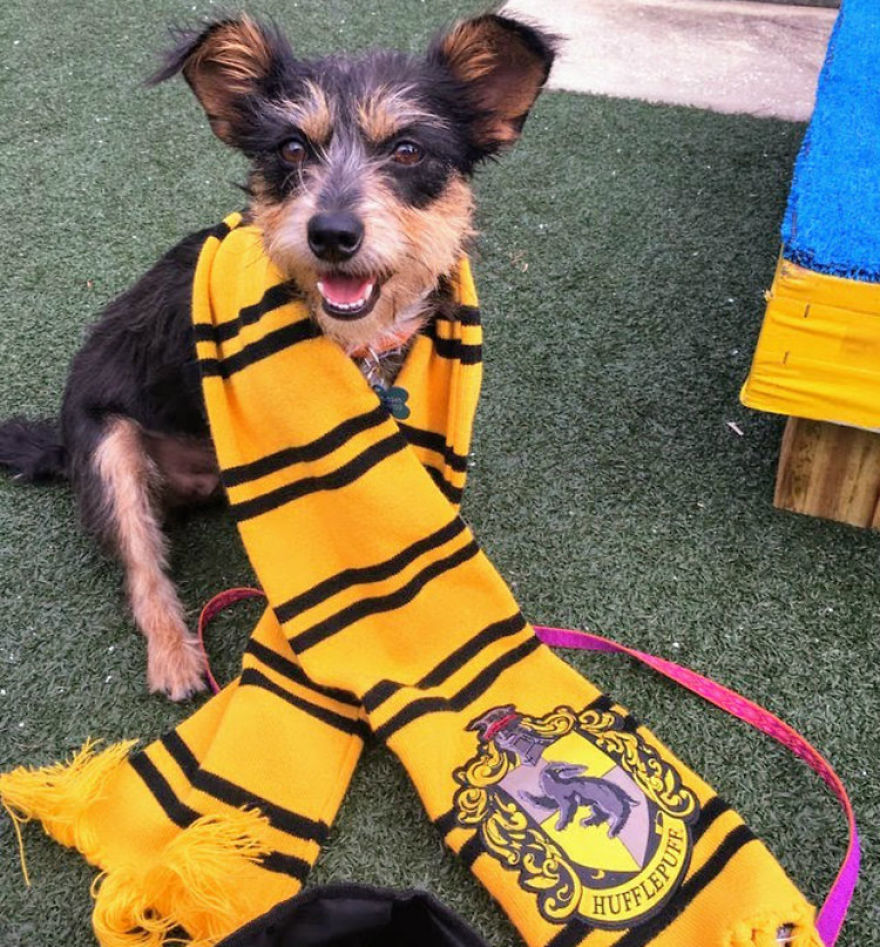 Animal Shelter Sorts Dogs Into Harry Potter "Pawgwarts" Houses To Encourage Adoption Based On Personality Rather Than Breed Animal Shelter Sorts Dogs Into Harry Potter "Pawgwarts" Houses To Encourage Adoption Based On Personality Rather Than Breed