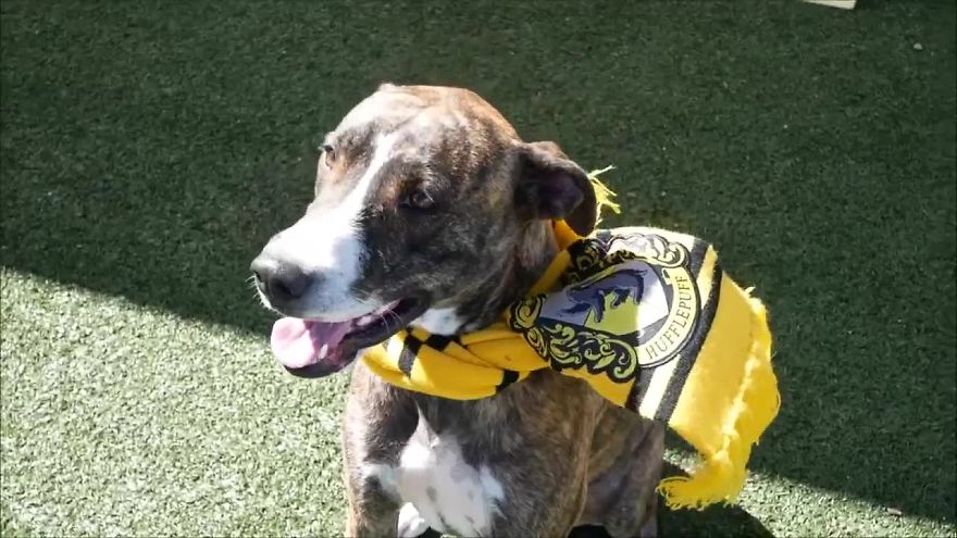 Animal Shelter Sorts Dogs Into Harry Potter "Pawgwarts" Houses To Encourage Adoption Based On Personality Rather Than Breed Animal Shelter Sorts Dogs Into Harry Potter "Pawgwarts" Houses To Encourage Adoption Based On Personality Rather Than Breed