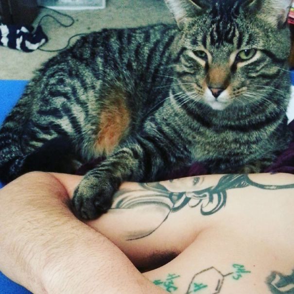 When Your Cat Tries To Steal Your Man