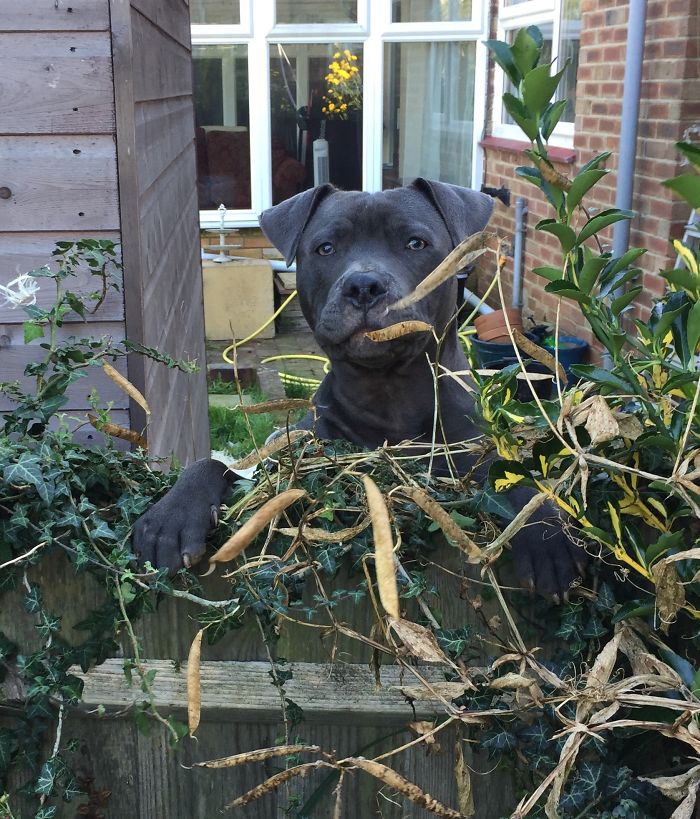 A playful dog peeking over a garden fence surrounded by plants, illustrating pet names people now use instead of the original.