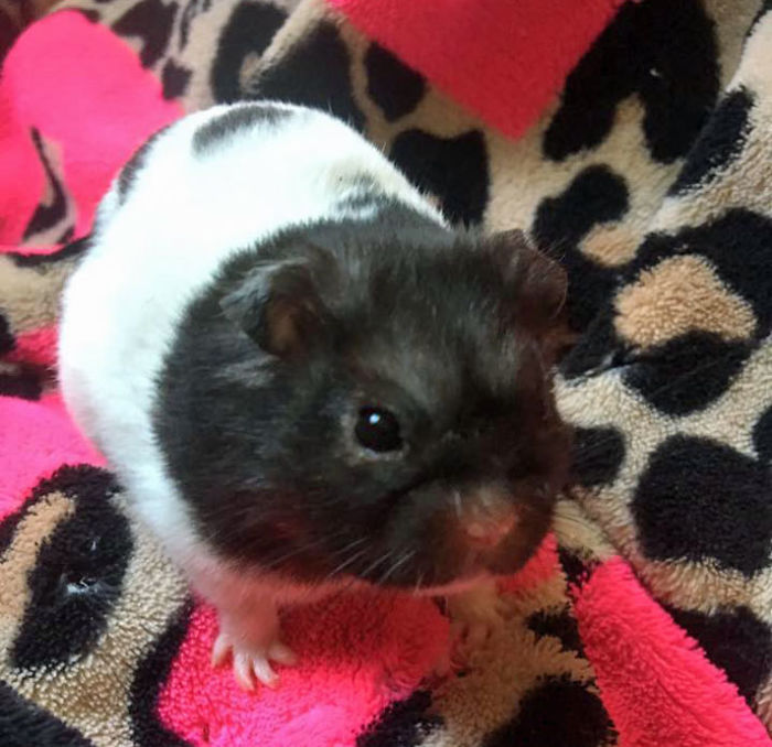 Oreo (My Aunt’s Hamster) Has Mild Hydrocephalus (When Fluid Fills In The Brain) But She Is The Cutest Hamster Ever!