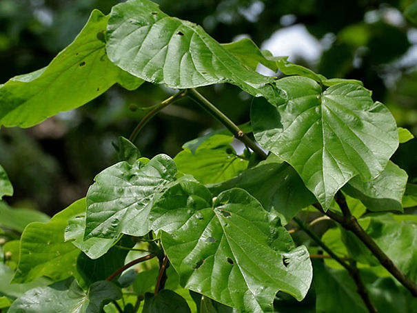 Wildlife Sanctuary In Chhattisgarh Wildlife Sanctuary In Chhattisgarh